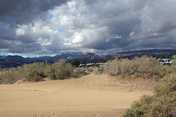 Bush area of Maspalomas dunes, Gran Canaria, Spain.