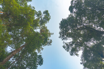 trees in the forest on blue sky background