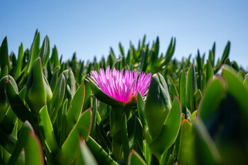 Succulent coastal plant Carpobrotus rose or carcalla, growing on coastal beaches. Pink blooming flower. 