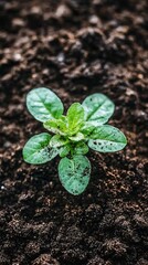 Sprout in Dark Soil
