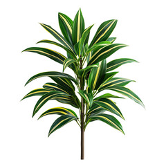 Dracaena Plant with Striped Leaves Isolated on Transparent Background