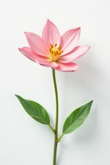 Naklejka premium Delicate flower isolated on a crisp white background, delicate, floral