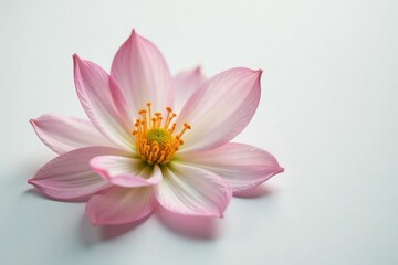 Delicate flower petals unfolding on a crisp white surface, delicate, flowers