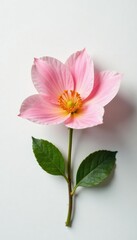 Naklejka premium Delicate flower petals unfolding on a smooth surface, white background, nature, plant
