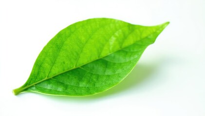 Fototapeta premium Delicate green leaf isolated on white background, foliage, nature, leafy greens