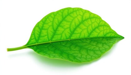 Obraz premium delicate green leaf isolated on white background, verdant, foliage, green