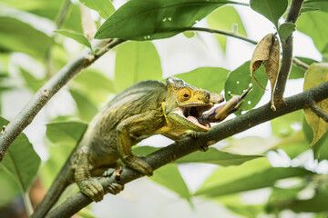 マダガスカルのパーソンカメレオン