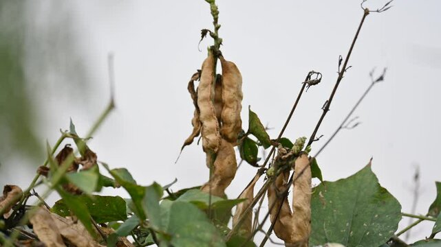 Dry Lablab purpureus pods. It&nbsp;is a species of&nbsp;bean&nbsp;in the family&nbsp;Fabaceae. Its other names lablab bean,&nbsp;bonavist bean pea,&nbsp;dolichos bean,&nbsp;seim,&nbsp;lablab,&nbsp;Egyptian kidney bean,&nbsp;Indian bean.