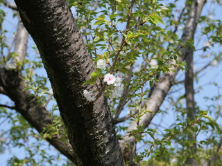 コブクザクラの花が咲いている