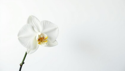Obraz premium Delicate white orchid blossom on pure white background, simple, photography