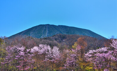 Fototapeta premium 栃木県日光市 満開の桜と男体山