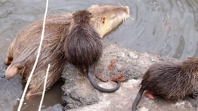Wild nutria in pond in a city park.An adult brown nutria lacks a tail due to frostbite in winter.Survival of nutria in their natural habitat.