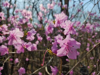 pink wildflowers in the forest that shine from behind