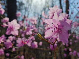 a field of azalea flowers with sunlight through branches, pink flowers, backlighting