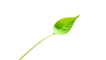 green grass field isolated on white background