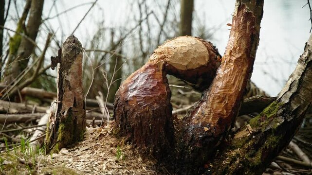 Close Up of Fresh Beaver Gnaw Marks on Tree Trunk in Bavaria Germany