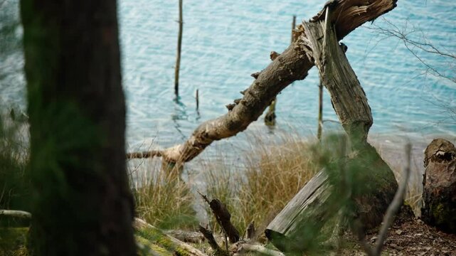 Large Tree Trunk Felled by Beaver Over Blue Lake Water in Bavaria Germany
