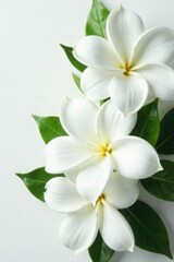 Large white gardenia flowers layered on top of each other against a plain white surface, gardenia, green