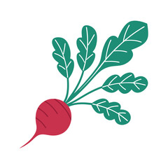 Radish isolated on a white background