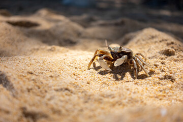 crab on the beach