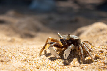 crab on the sand beach