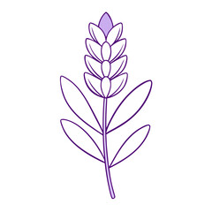 Naklejka premium Lavender Flower Coloring Book Page – Elegant Line Art Drawing for Relaxation