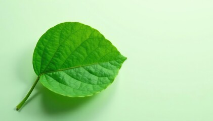 Obraz premium single leaf with veins on a minimalist background, green leaf, plants