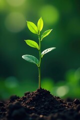 Fototapeta premium Single stem with a few leaves growing upwards, nature, upgrowth