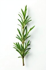 Obraz premium Sprig of fresh rosemary against a pure white background, cooking, branch, herb garden