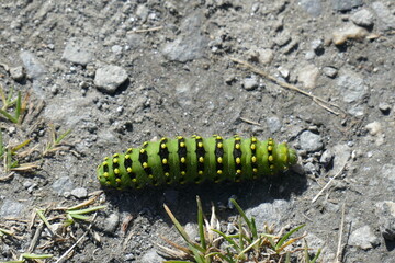 La chenille machaon