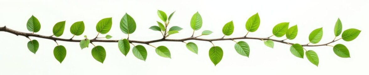 Isolated branches with green leaves on white background, nature, trees, still life