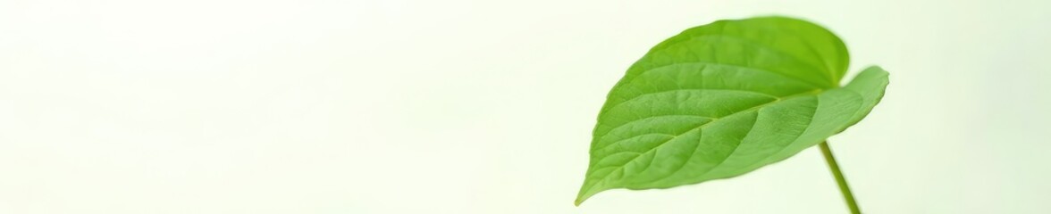 Obraz premium Single large leaf isolated against white background, plant, background, white