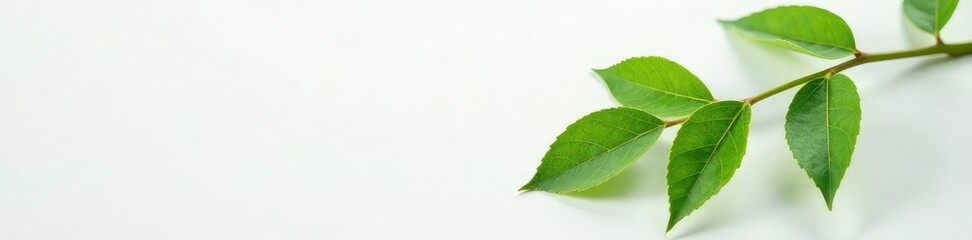 Single leaf branch hanging from a white surface with delicate veins, isolated, texture