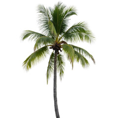 Coconut_Palm_Tree_Isolated_on_Black_Background