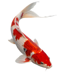 Koi fish red white isolated ai png isolated on a white background