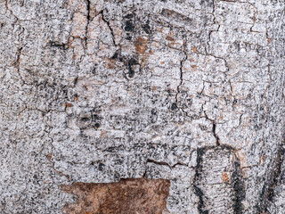 Bark of old tree skin. Abstract background and texture for design.