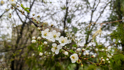 Delicate White Spring Blossoms Bloom Gracefully on a Tree Branch Against a Soft-Focused Natural Forest Background 