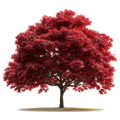 Large Red Japanese Maple Tree Isolated on Transparent Background