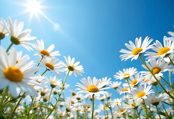 Bright and Cheerful Daisy Field Under Clear Blue Sky with Sunshine