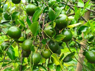 green fresh citrus on a tree