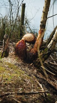 Vertical View of Tree Trunk Gnawed by Beaver near Lake in Germany Forest