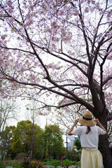 2025年シンボルプロムナード公園の桜を撮る女性