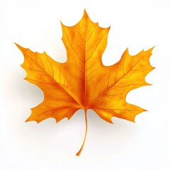 Obraz premium An isolated autumn leaf displaying warm colors on a pristine white backdrop