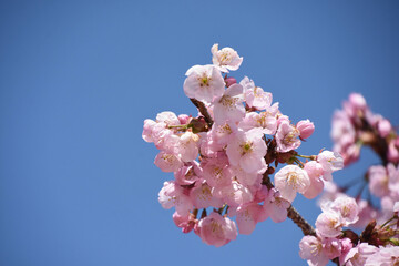 河津桜