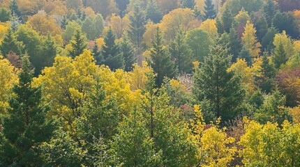 A forest with many trees and leaves