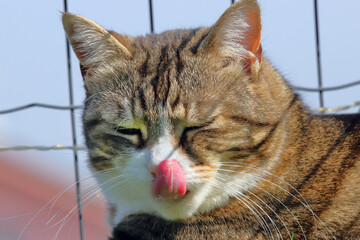 gatto che si lecca il muso, cat licking its face