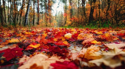 Stunning autumn forest showcasing colorful fallen leaves in red, yellow, and orange hues