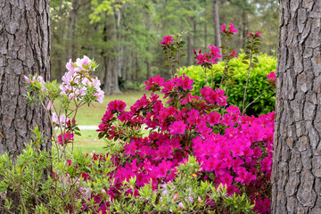 Pink Azaleas in Full Bloom During Spring