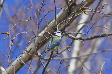 blue tit on a branch. Cyanistes caeruleus