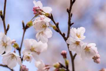 Obraz premium 桜